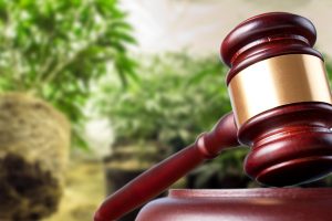 Federal Drug Cultivation Charges, marijuana cultivation, cultivating marijuana, marijuana cultivation laws, cultivation of marijuana charge, cannabis cultivation, cultivating cannabis, cultivation of cannabis, charges for cultivation of cannabis